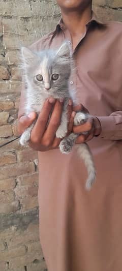 kittens for sale