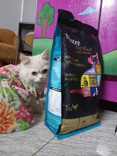 Persian triple coat