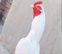 White Heera