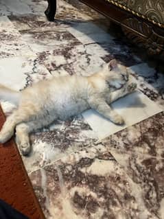 Persian male cat for sale