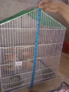 parrot