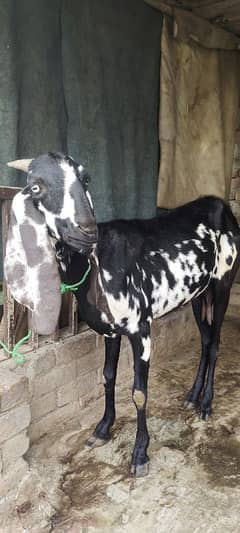 Goat for sale
