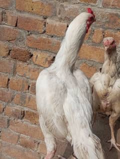 white male urgent sale 03139236634