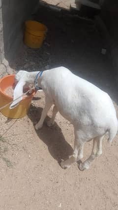Dhumba