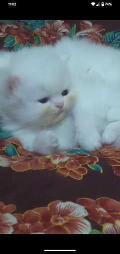 persian kitten for sale triple coat semi punch face