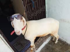 Sheep 2025