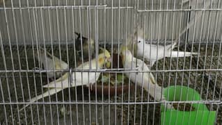 Cockatail