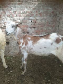 Eid Bakra  35000