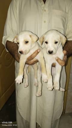 bully gultair puppies pair