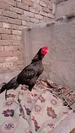 miawali