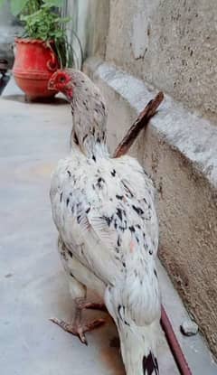 urgent for sale hn sabi high quality ki madiyan hn
