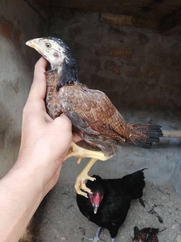 Aseel chiks 0