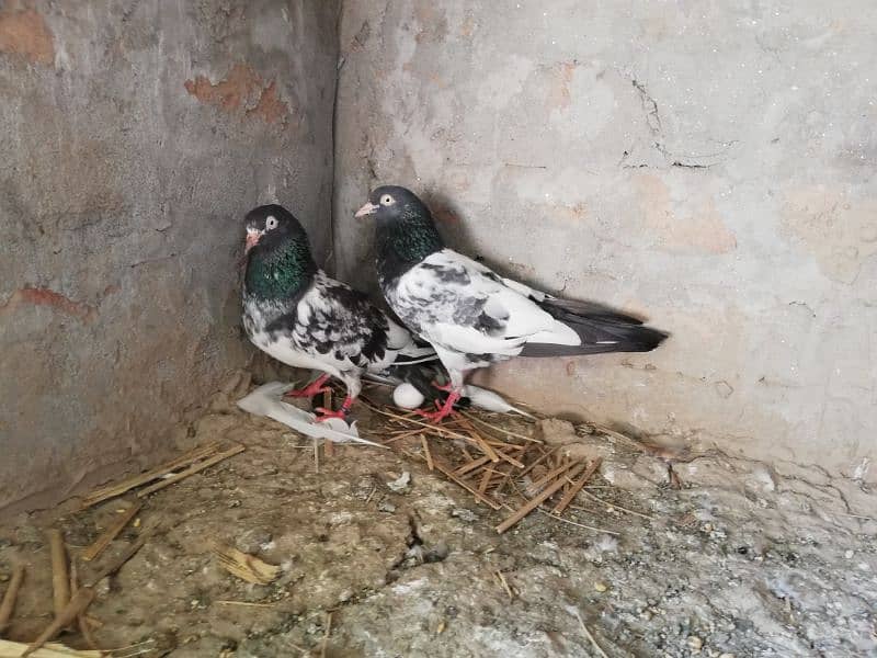 Aseel chiks 6