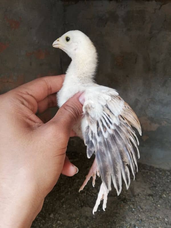 Aseel chiks 9