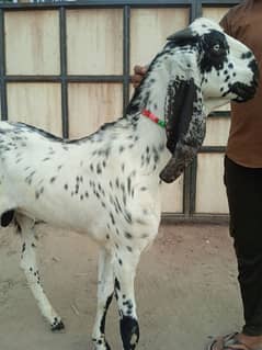 qurbani 2025 donde bakre