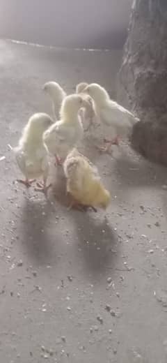 Eggs laying misri golden lohman Hen chicks 03002099783