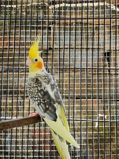 big crown male pearl