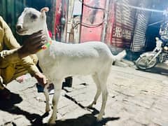 Barbari High quality Goats