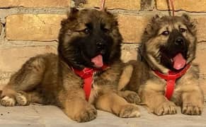 Kurdish Kangal security dog 3 month pair for sale heavy bone
