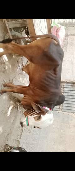 bachra