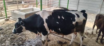 Holstien friesian Bull Breeder