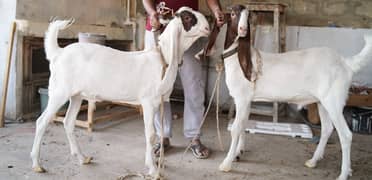 Gulabi Abluck for sale For Qurbani 2025 Top Quality 2 Dant Blade Khas