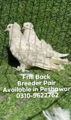 Frill Back Breeder pair