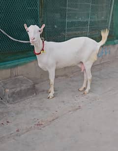 teddy gulabi nukri goat bakri gabban bakra se
