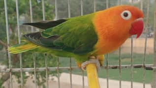 All Variety of Birds Available 03051141169