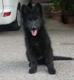 German