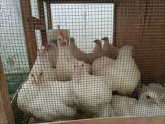 White Heavy Buff Chicks