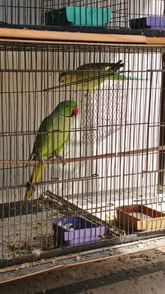 Ringneck