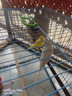 Red Eyes Parrots Pair With Cage