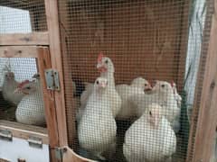 Heavy Buff Chicks