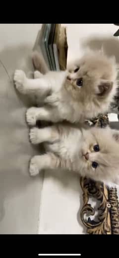 Russian cates available in cheap rates