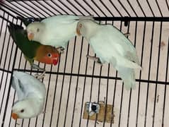Blue pale fellow, Albino Red Eyes Blue 2