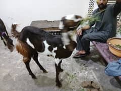 So beautiful and healthy bakra. 2 dant for qurbani. ghr ka paala howa h