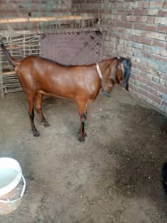 betal pure nagari Lailpuri