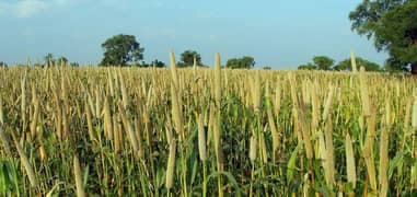 50 Acer perfect fertile land for sale
