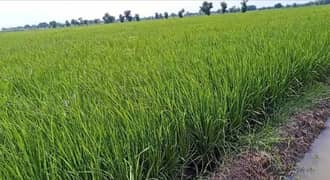 27 Acre Firtile Agricultural Land Available