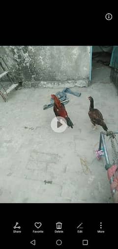 eggs pkoya male and thai+Pakistani female 03134953629 watsapp