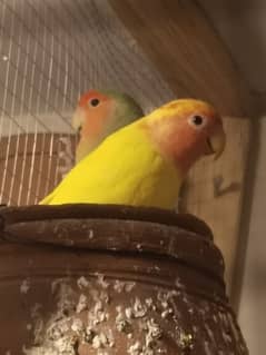 love birds and astalian paroats