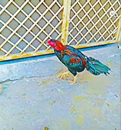 Aseel herra