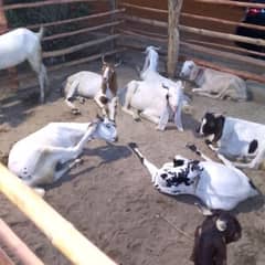 Bakra for sale minimum 60,000 to maximum 1 lac