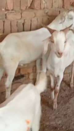 asalamalikum