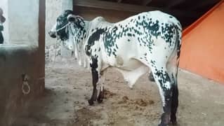 bachra
