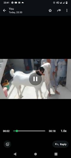Gulabi Bakra 2 dant