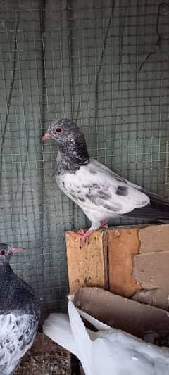 pigeon chiks dub wale