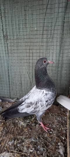 pigeon