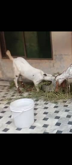 best bakara for Eid 2025